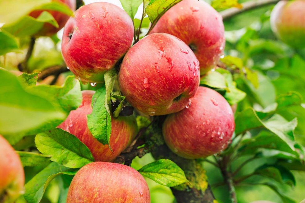 The Best Fruit Trees for Surrey